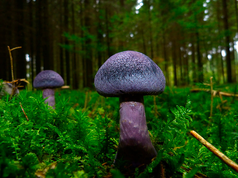 Fluffy Mushroom