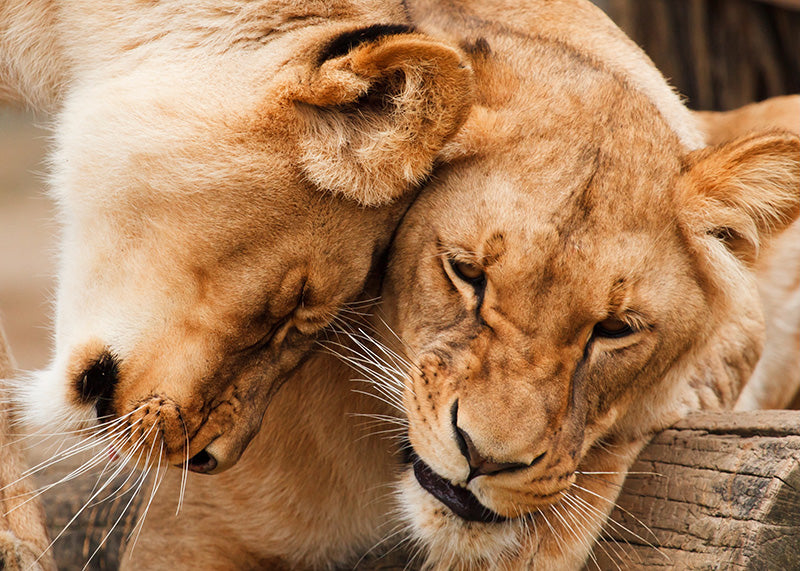 Forelskede løver foto