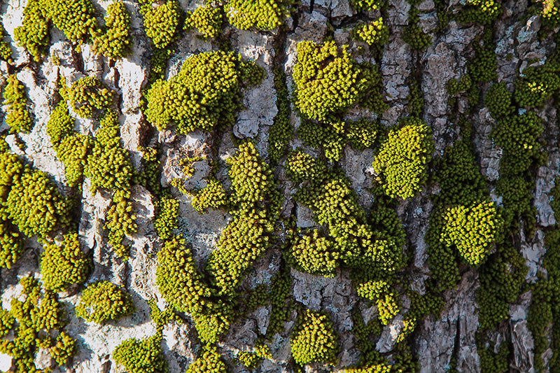 Forest Bricks Wall