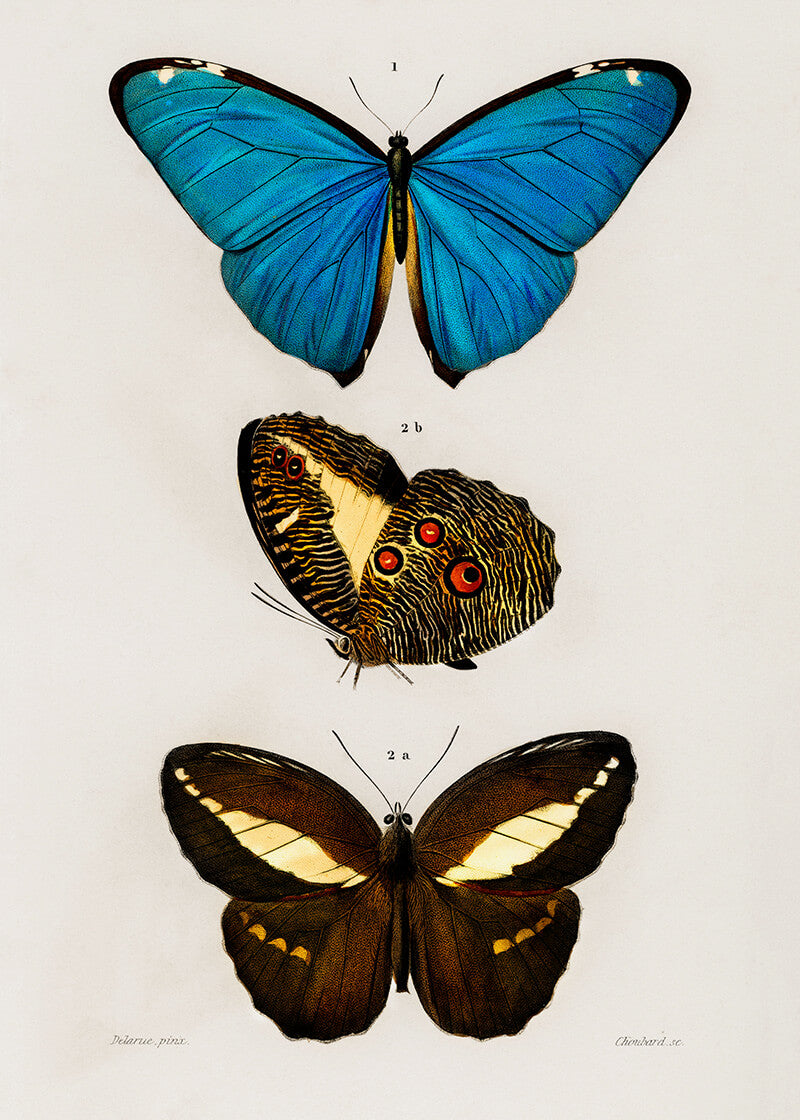 Forskellige sommerfugle 1892