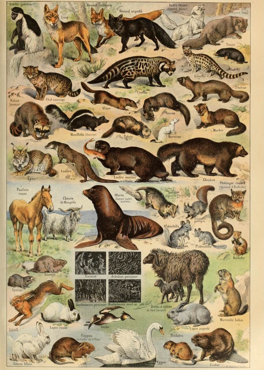 Vintageplakaten "Fourrures" fra Posters viser videnskabelig kunst med detaljerede illustrationer af ræve, oddere, grævlinger, gnavere, en sæl, en hest, et får, en svane og flere andre dyr - alt sammen mærket i en klassisk stil.