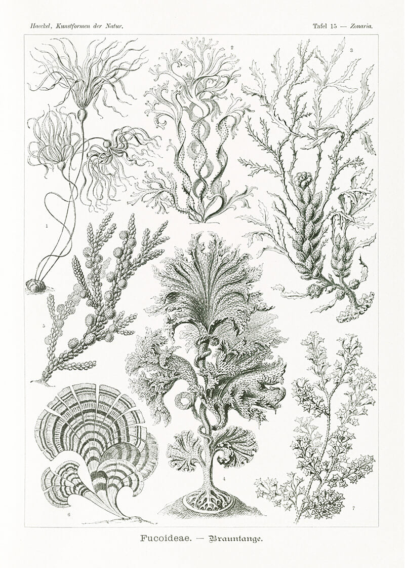 Fucoideae–Brauntange