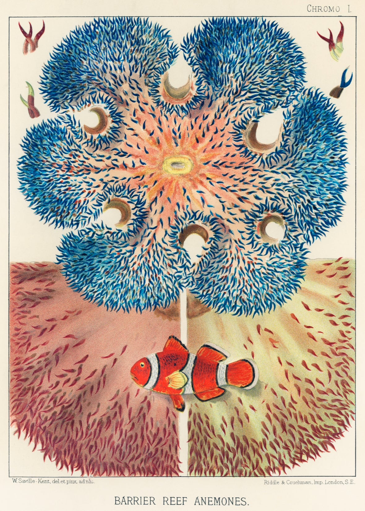 Barrier Reef Anemones