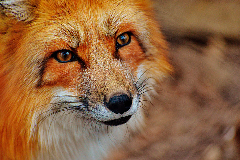 Furious Fox