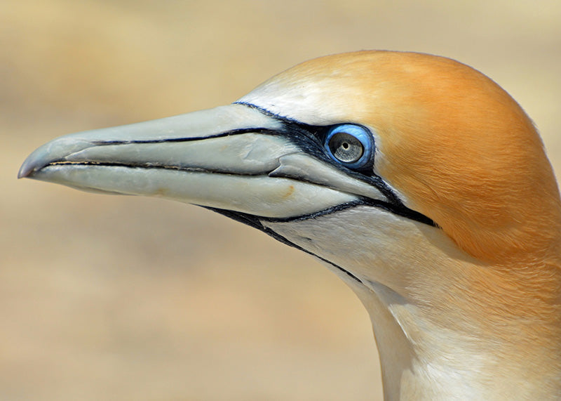 Gannet sea bird