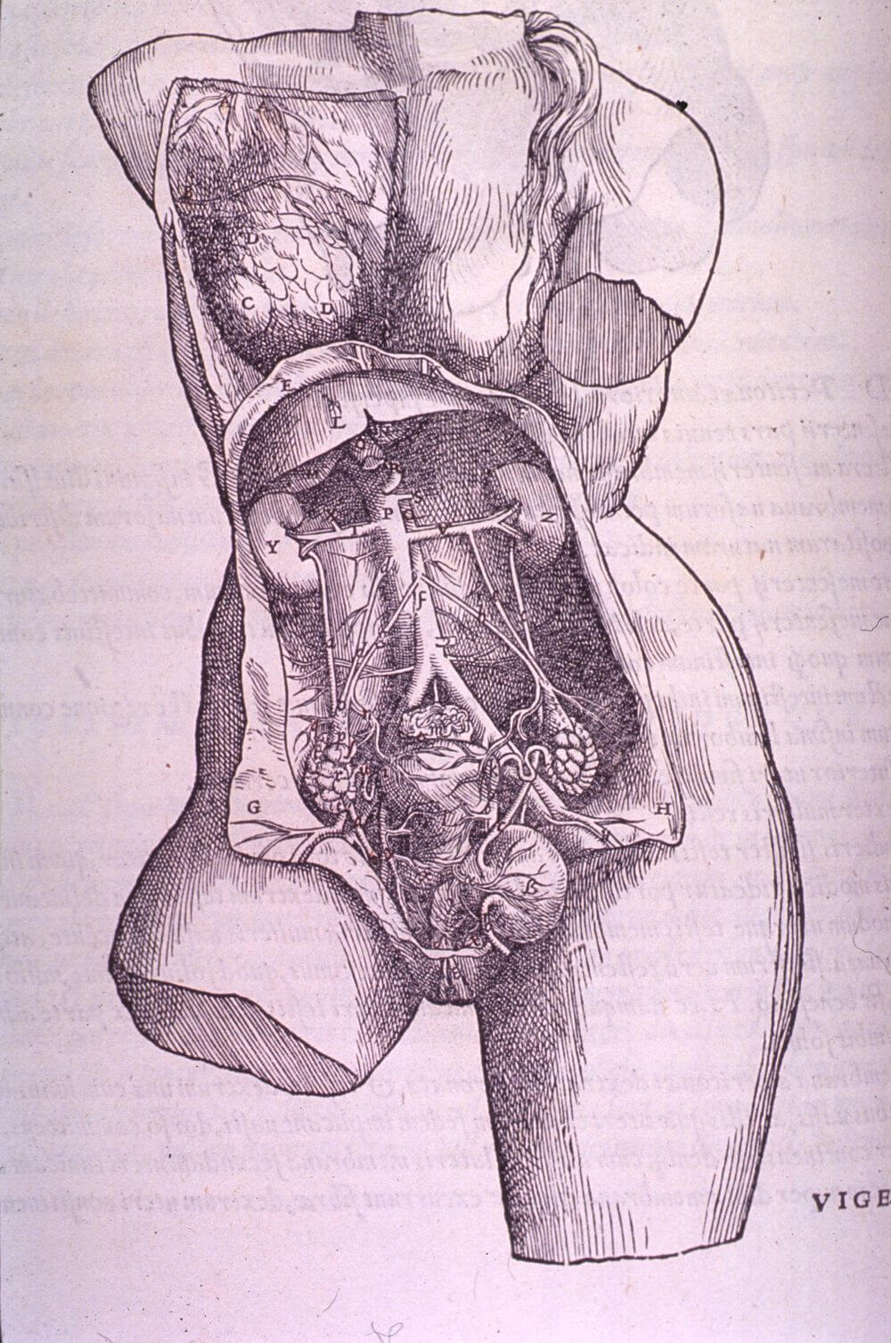 Gastrointestinal and Reproductive System Plate