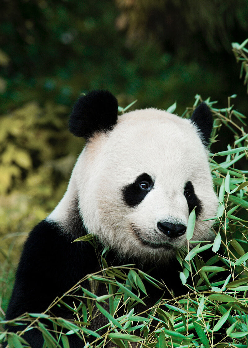 En kæmpe panda med sort og hvid pels sidder blandt grønne bambusblade og kigger roligt fremad - et charmerende motiv fra Posters, der er perfekt til et hyggeligt børneværelse eller en indretning af legeværelset.
