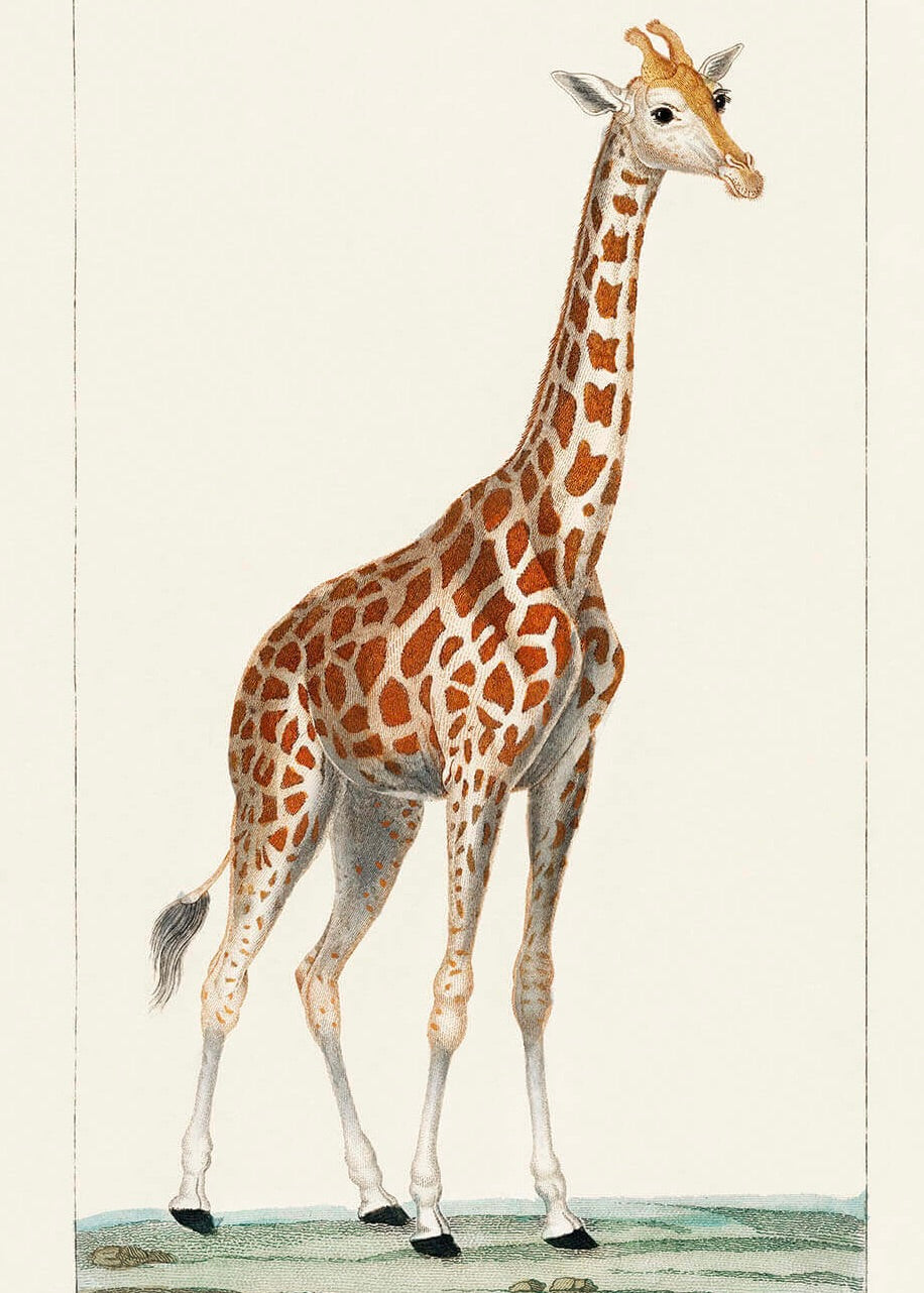 Giraffen - illustreret