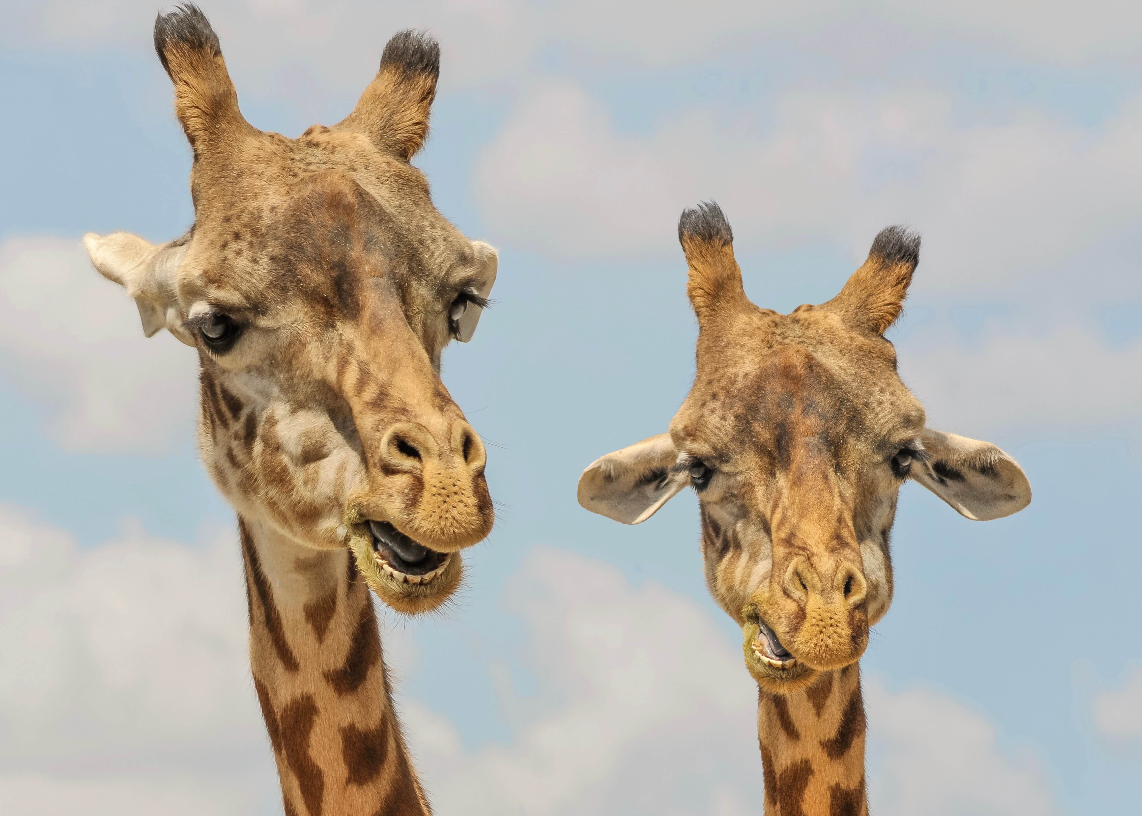 Plakaten "Girafmakkere" fra Posters viser to giraffer med lange halse og brune pletter, der står tæt sammen mod en overskyet himmel og begge laver legende ansigter - ideelt til at skabe sjov i ethvert rum.