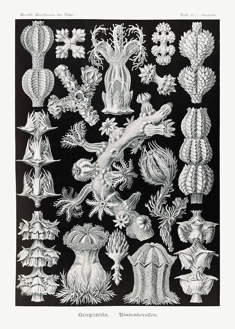 Gorgonida–Rindenkorallen