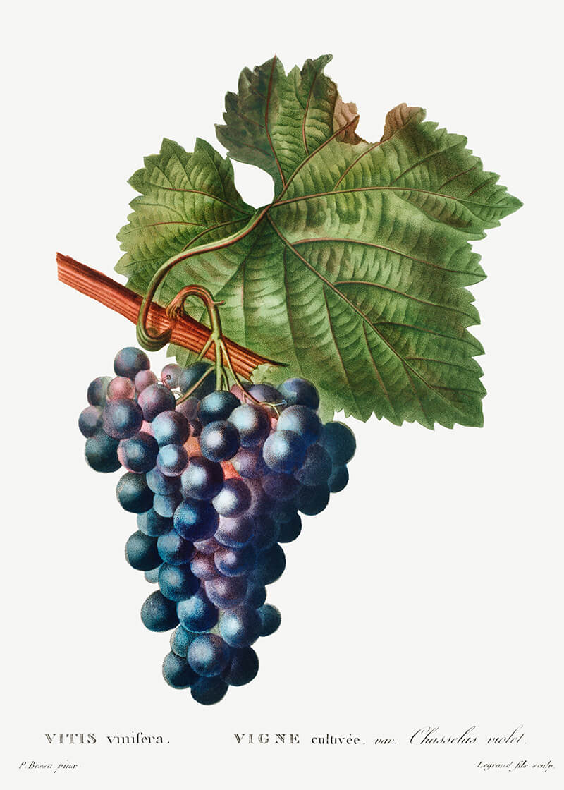 Grape vine (Vitis vinifera)