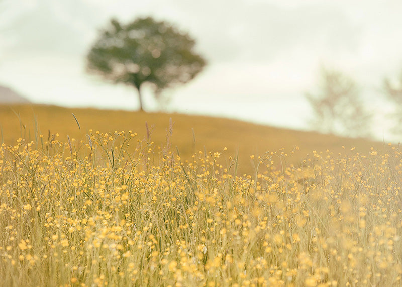 Grass Nature