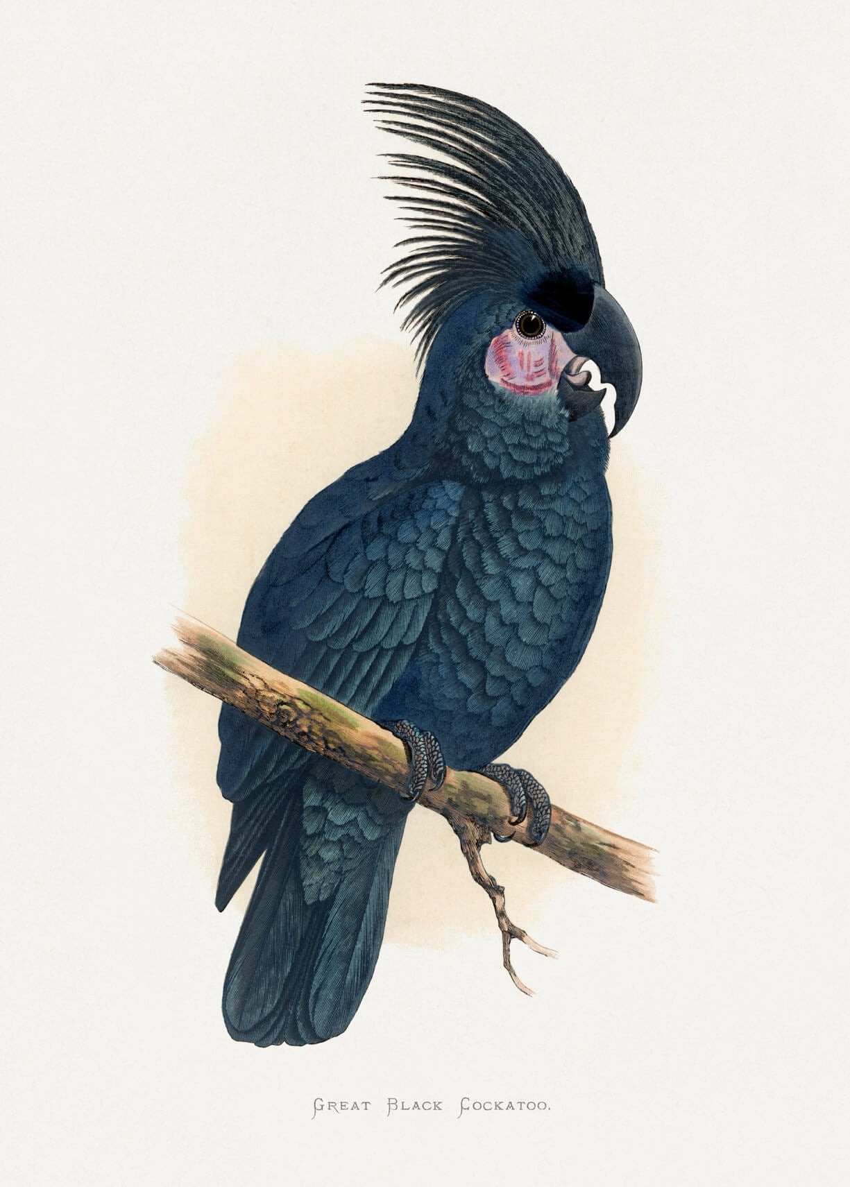 Great Black Cockatoo by Posters viser en mørkeblå-sort fugl med et stort, buet næb, lyserøde ansigtspletter og en fed fjerkrans - et iøjnefaldende print, der er perfekt til enhver fugleelskers indretning.