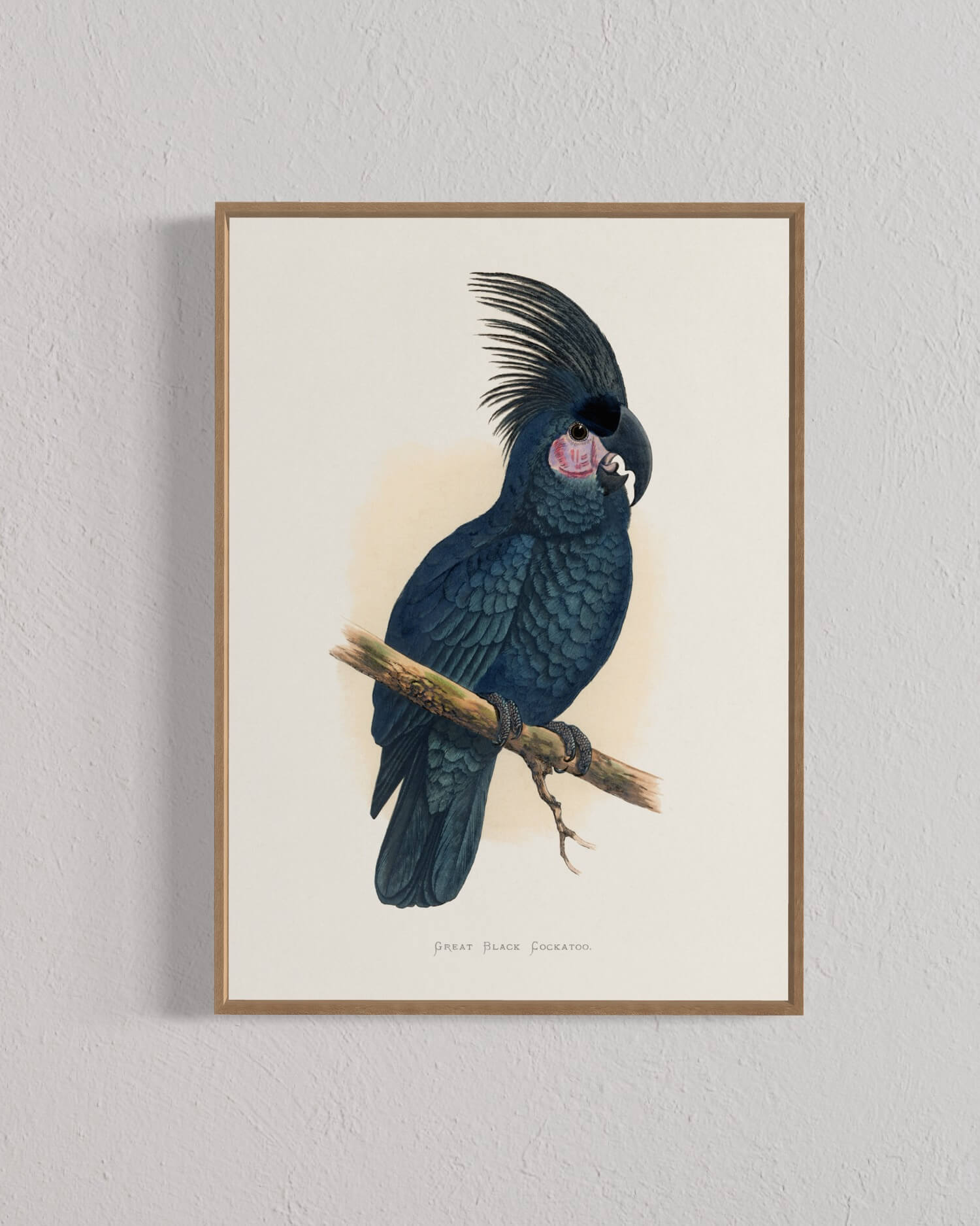 Great Black Cockatoo