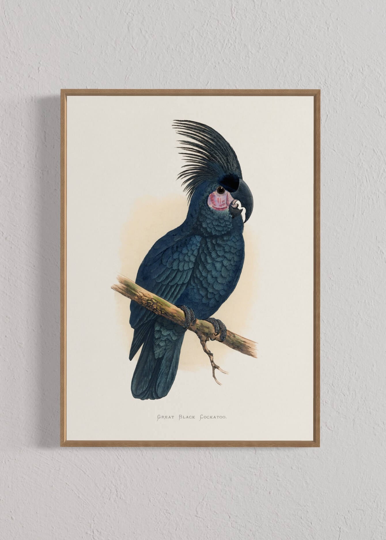 Great Black Cockatoo