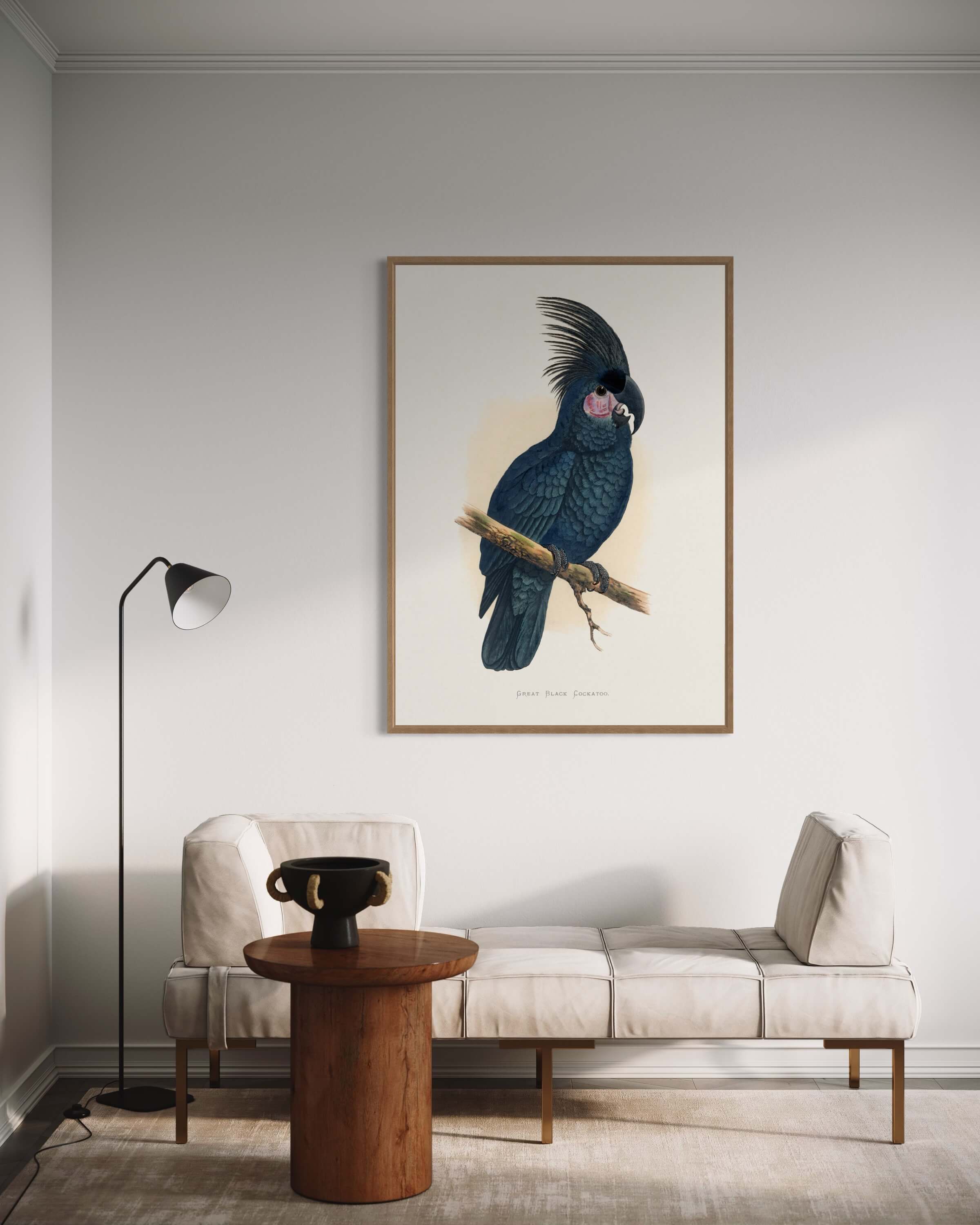 Great Black Cockatoo