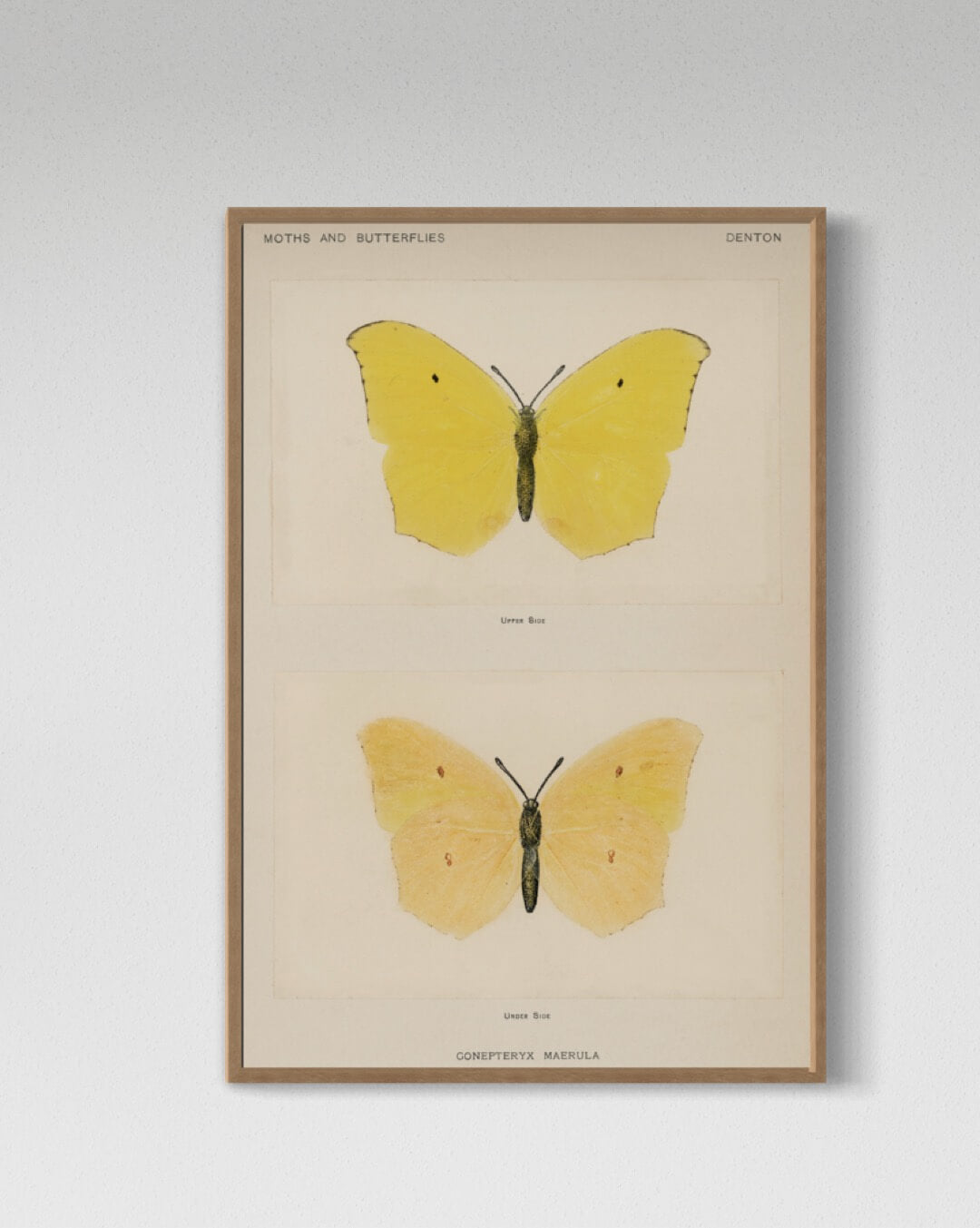 Gul sommerfugl Gonepteryx Maerula