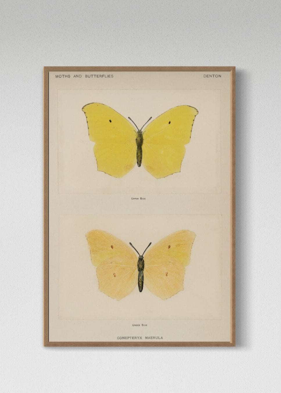 Gul sommerfugl Gonepteryx Maerula