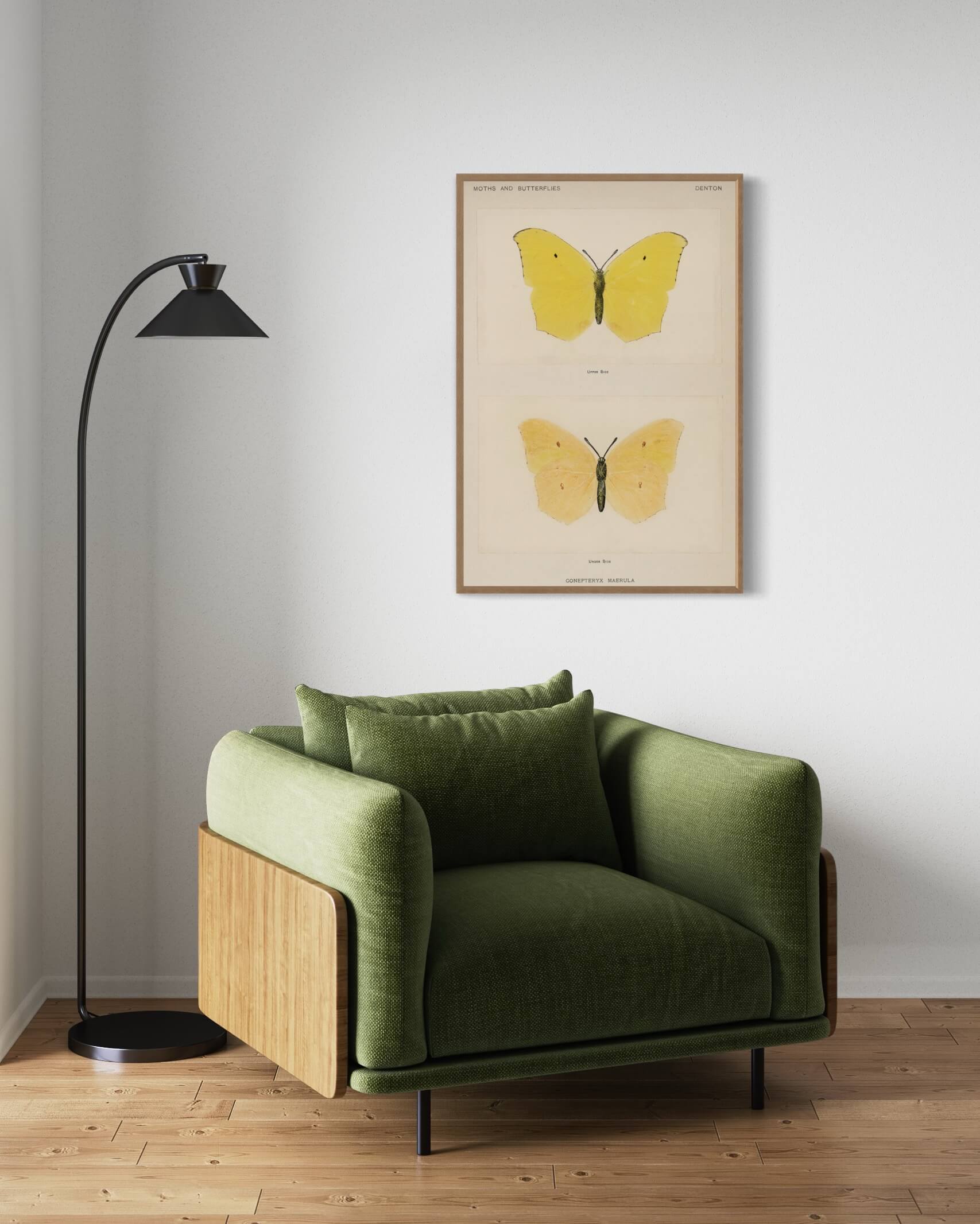 Gul sommerfugl Gonepteryx Maerula