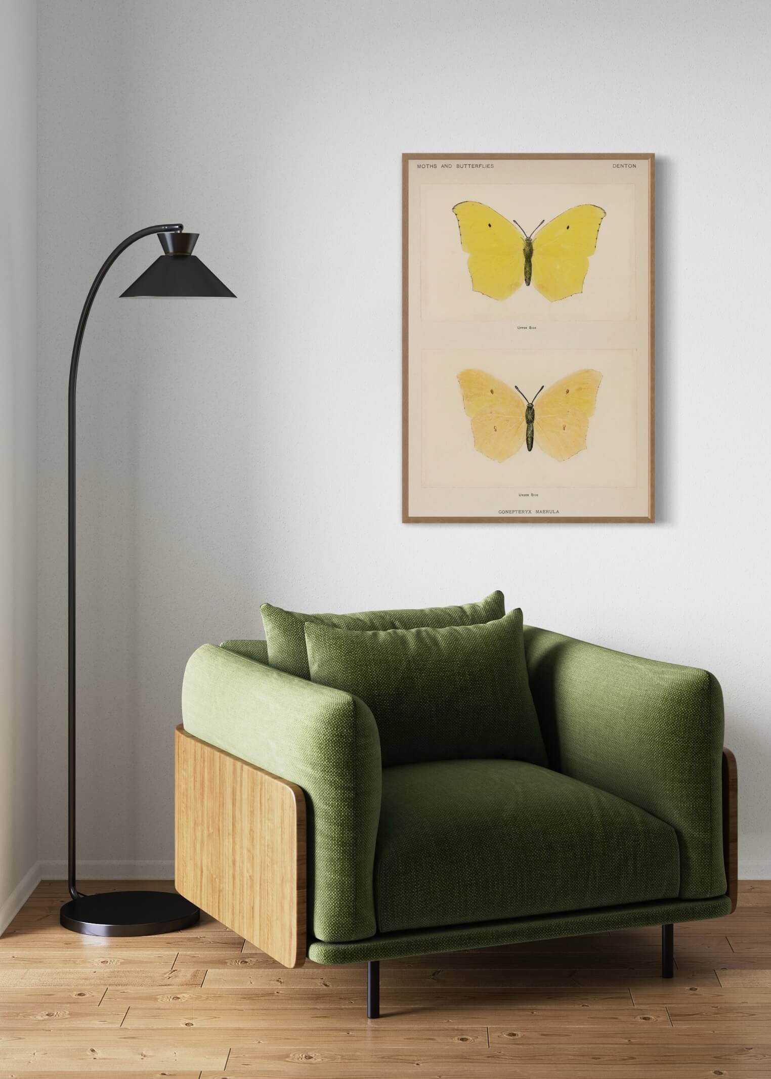 Gul sommerfugl Gonepteryx Maerula