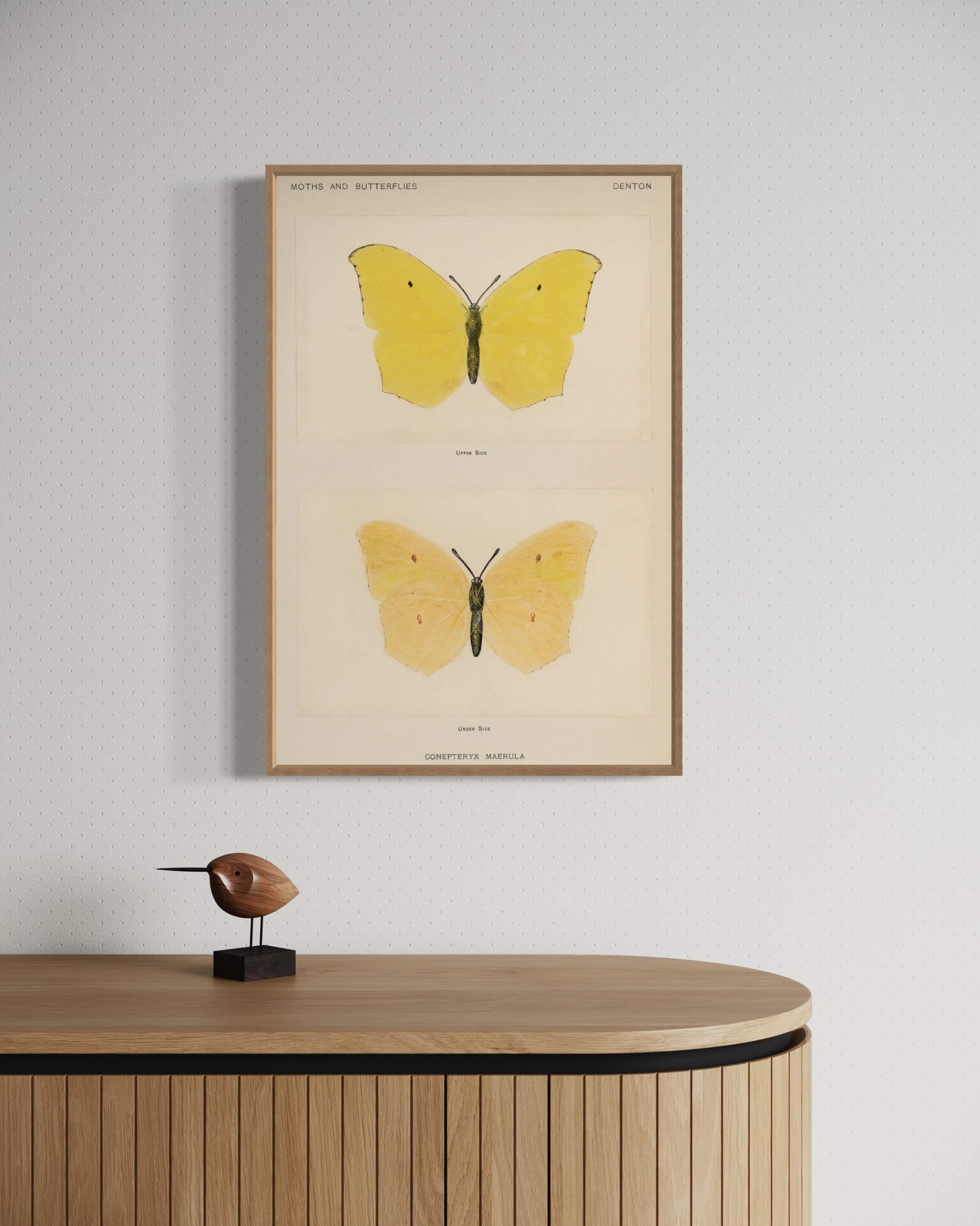 Gul sommerfugl Gonepteryx Maerula