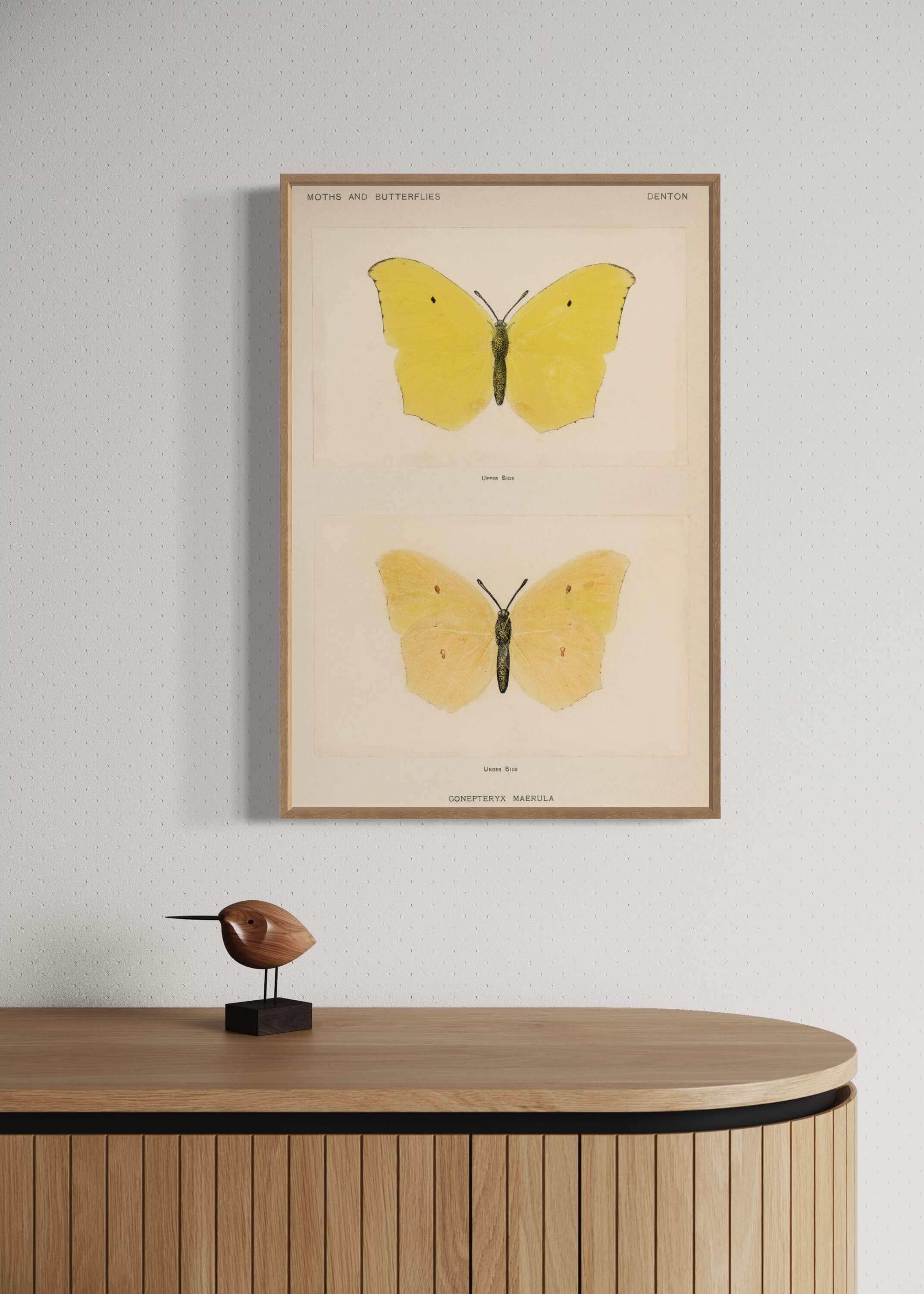 Gul sommerfugl Gonepteryx Maerula