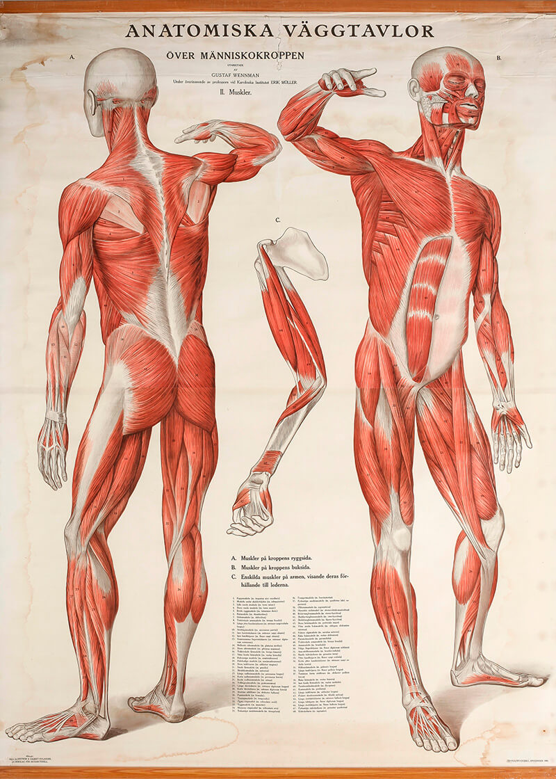 Gustaf Wennman – Anatomiske vægplader
