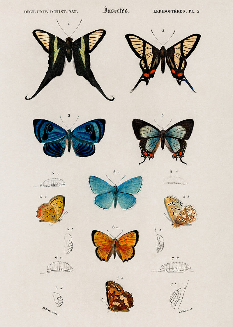 Håndtegnede sommerfugle