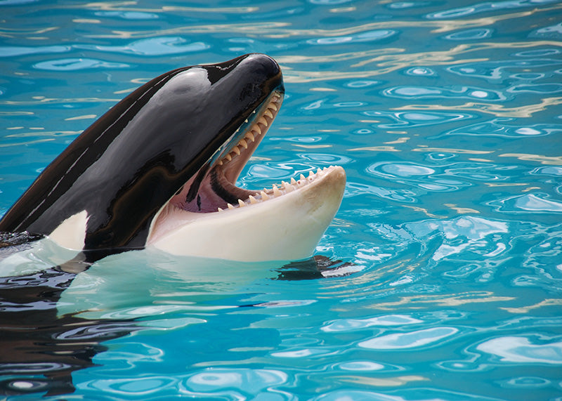 Happy Dolphin