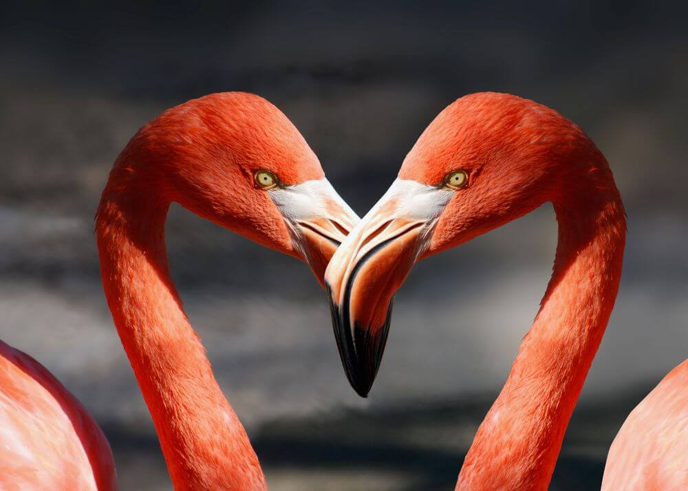 Heart of Two Pink Flamingos" fra Posters viser to levende lyserøde flamingoer, der står over for hinanden, og deres hoveder og halse danner et hjerte - en ideel flamingo- og kærlighedsplakat til romantisk vægkunst.