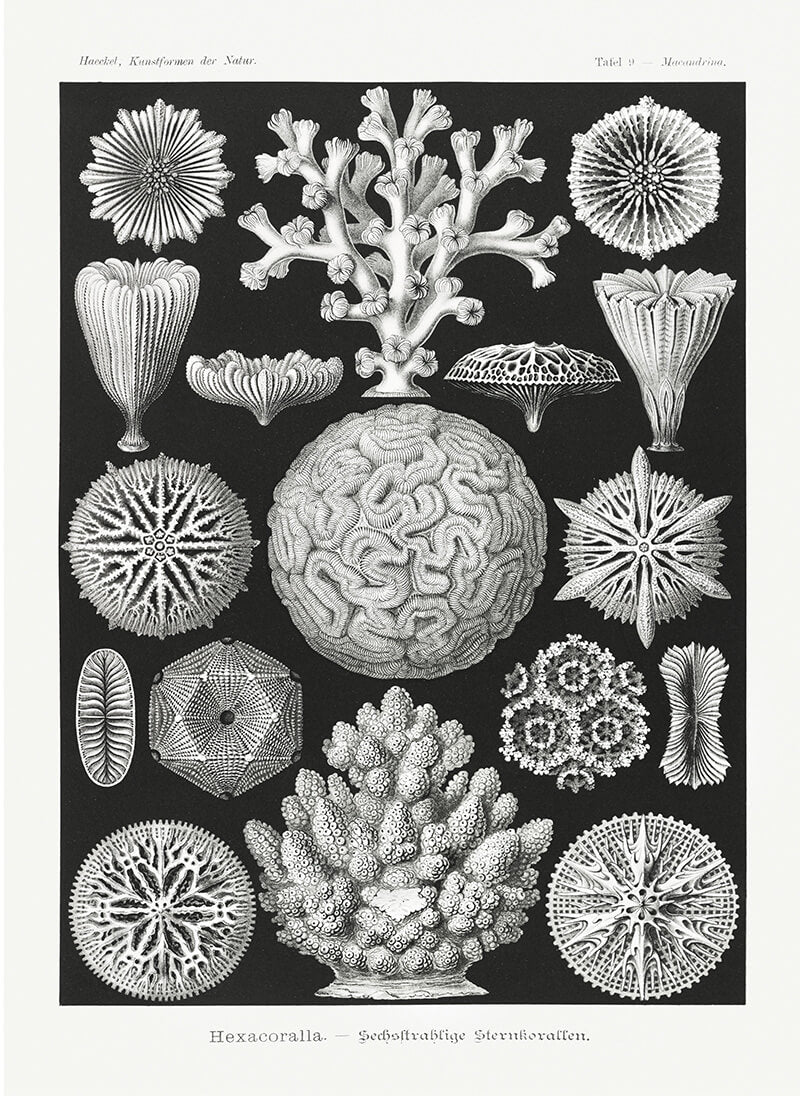 Hexacoralla–Sechsstrahlige Sternkorallen II