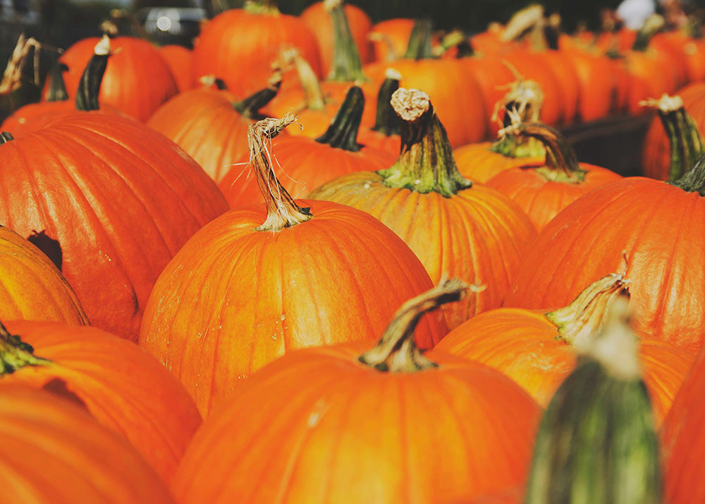 Et nærbillede af mange høstklare græskar med grønne stængler, stablet udendørs i sollys - ideelt til at skabe høststemning på ethvert efterårsplakat fra Posters.