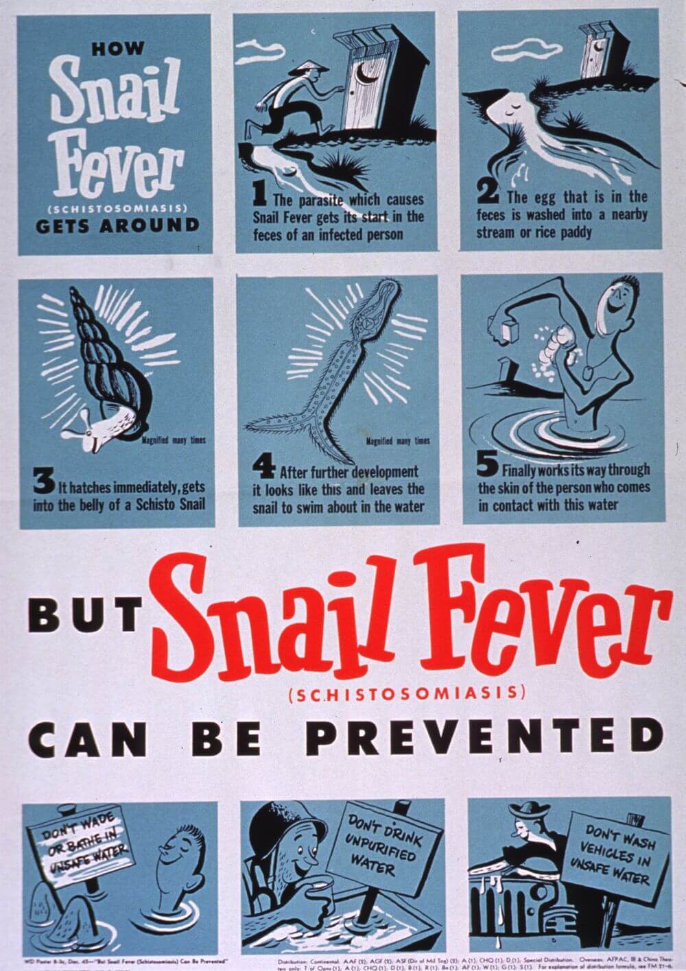 How Snail Fever (Schistosomiasis) Gets Around