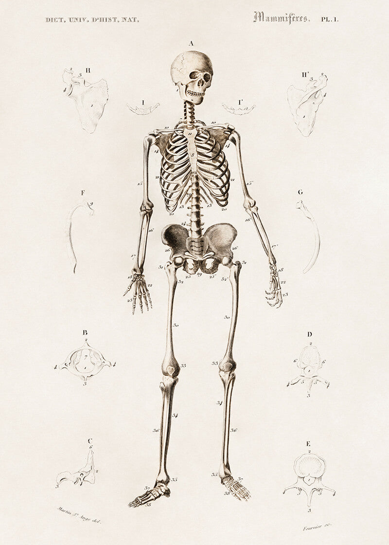 The Human Skeleton (1892) by Posters har en antik anatomisk illustration med mærkede knogler på en beige baggrund - en slående videnskabskunstplakat for entusiaster.