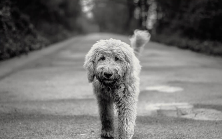 Hund på tur"-plakaten fra Posters viser en nuttet hund på en tom vej med træer og sløret grøn baggrund.