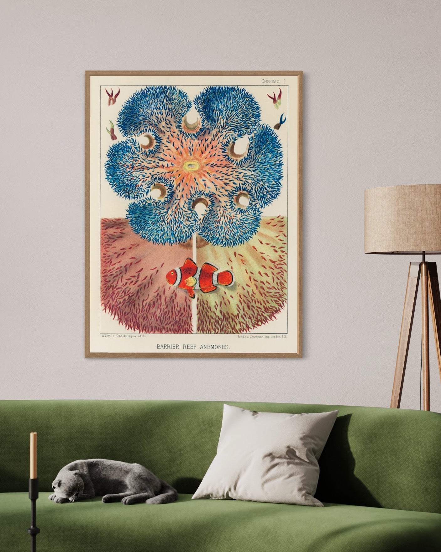 Barrier Reef Anemones