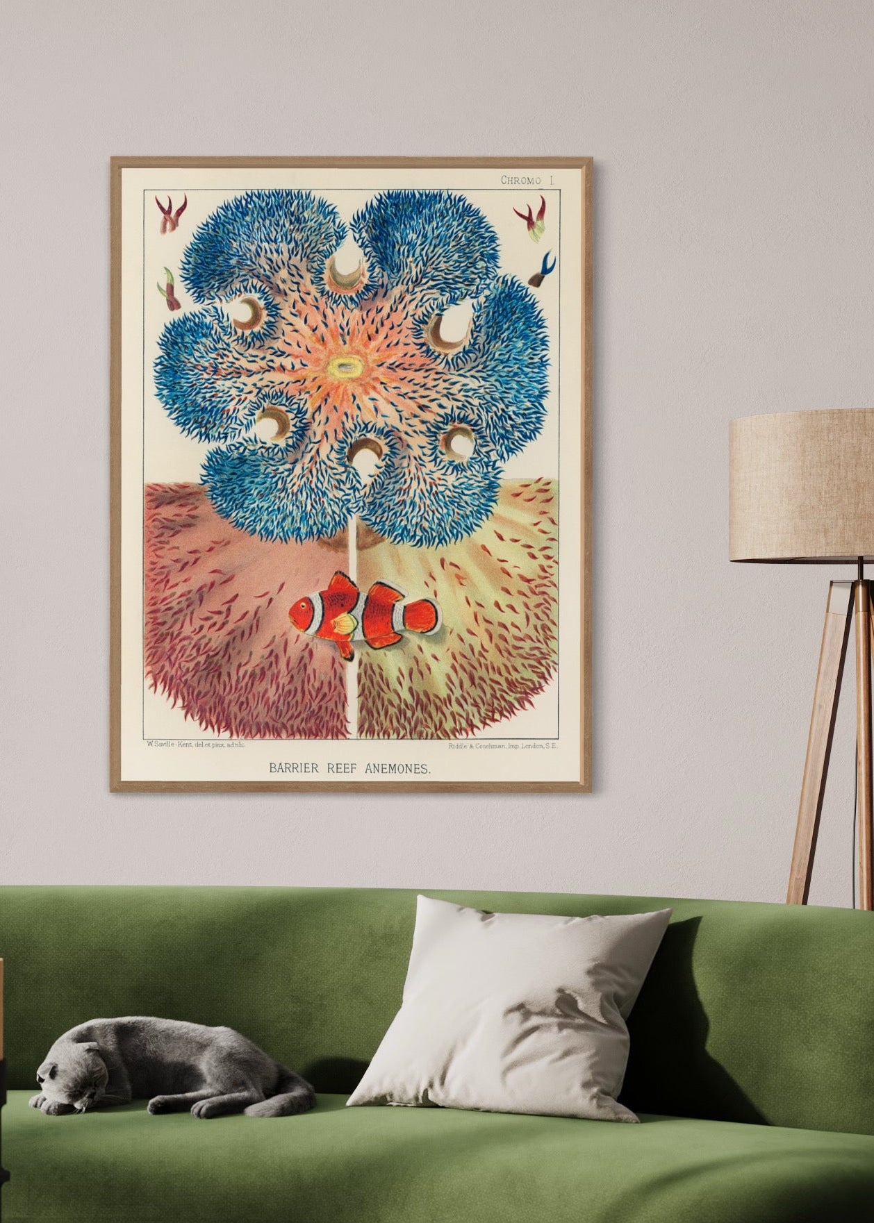 Barrier Reef Anemones