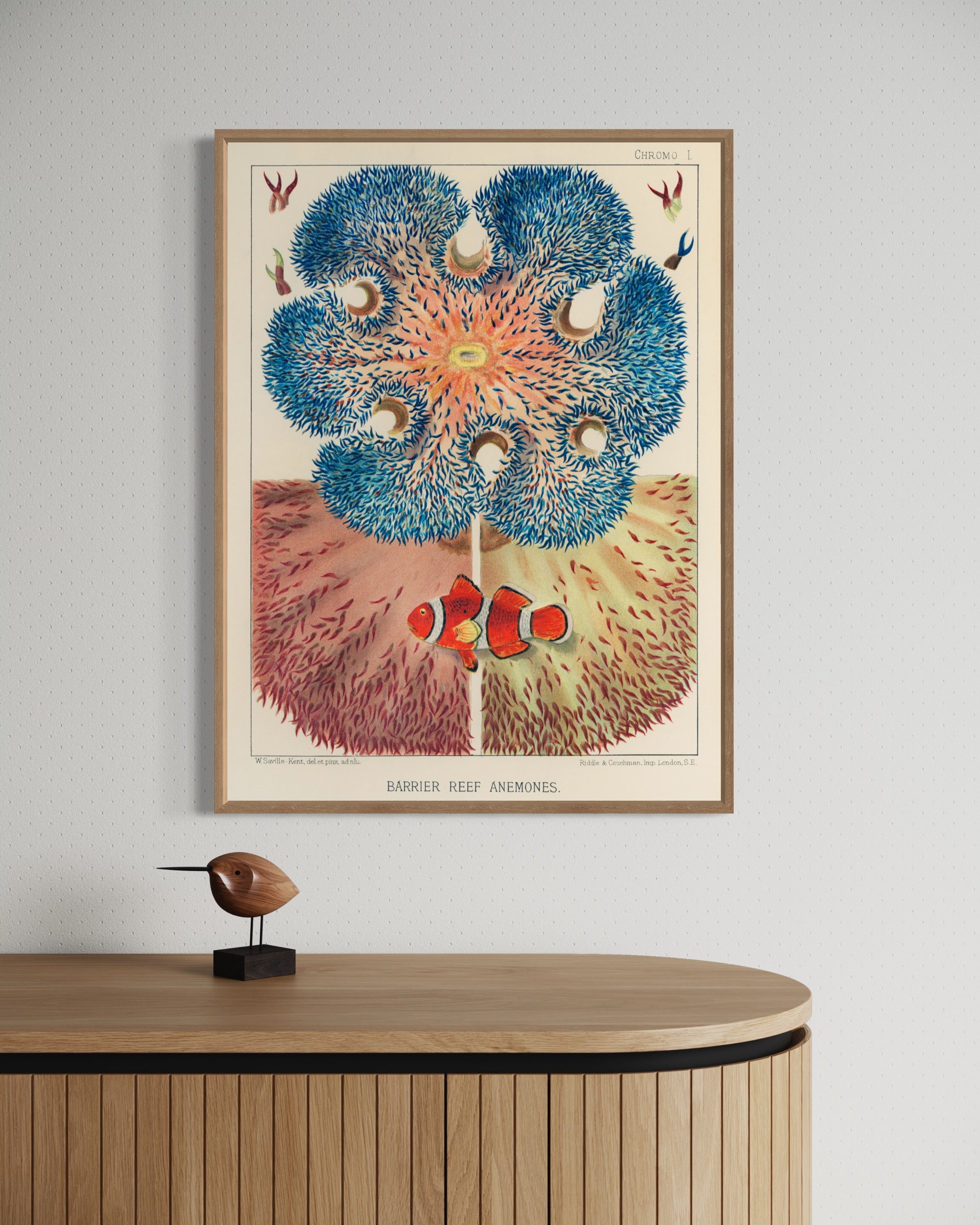 Barrier Reef Anemones