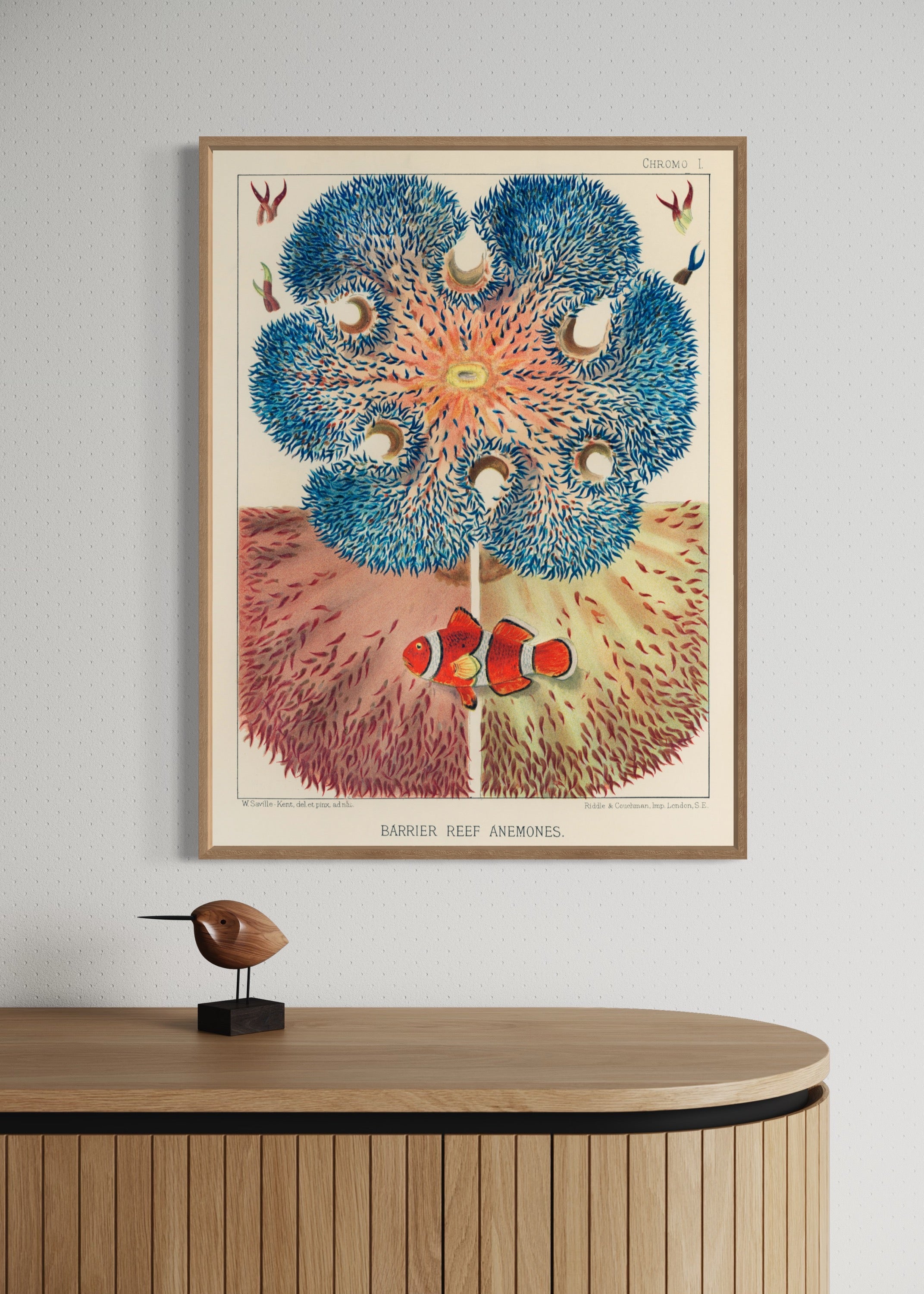 Barrier Reef Anemones