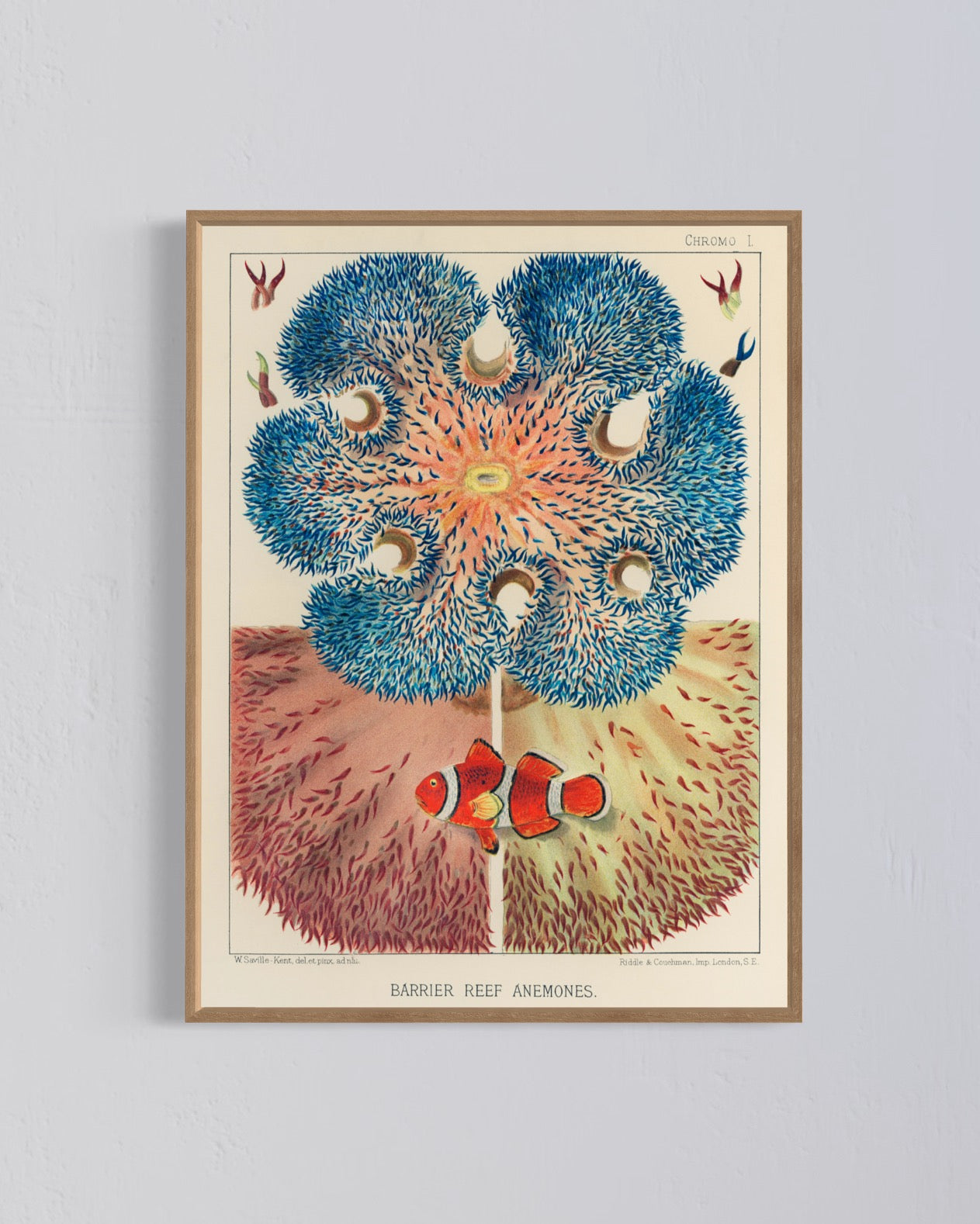 Barrier Reef Anemones