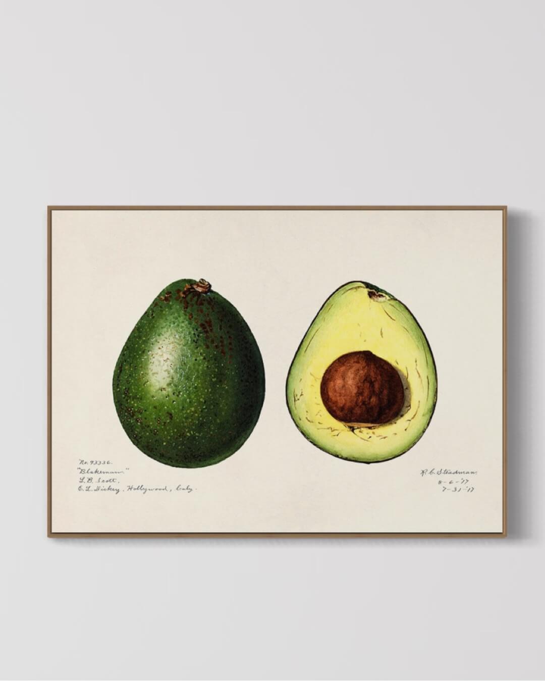 Avokado - illustration