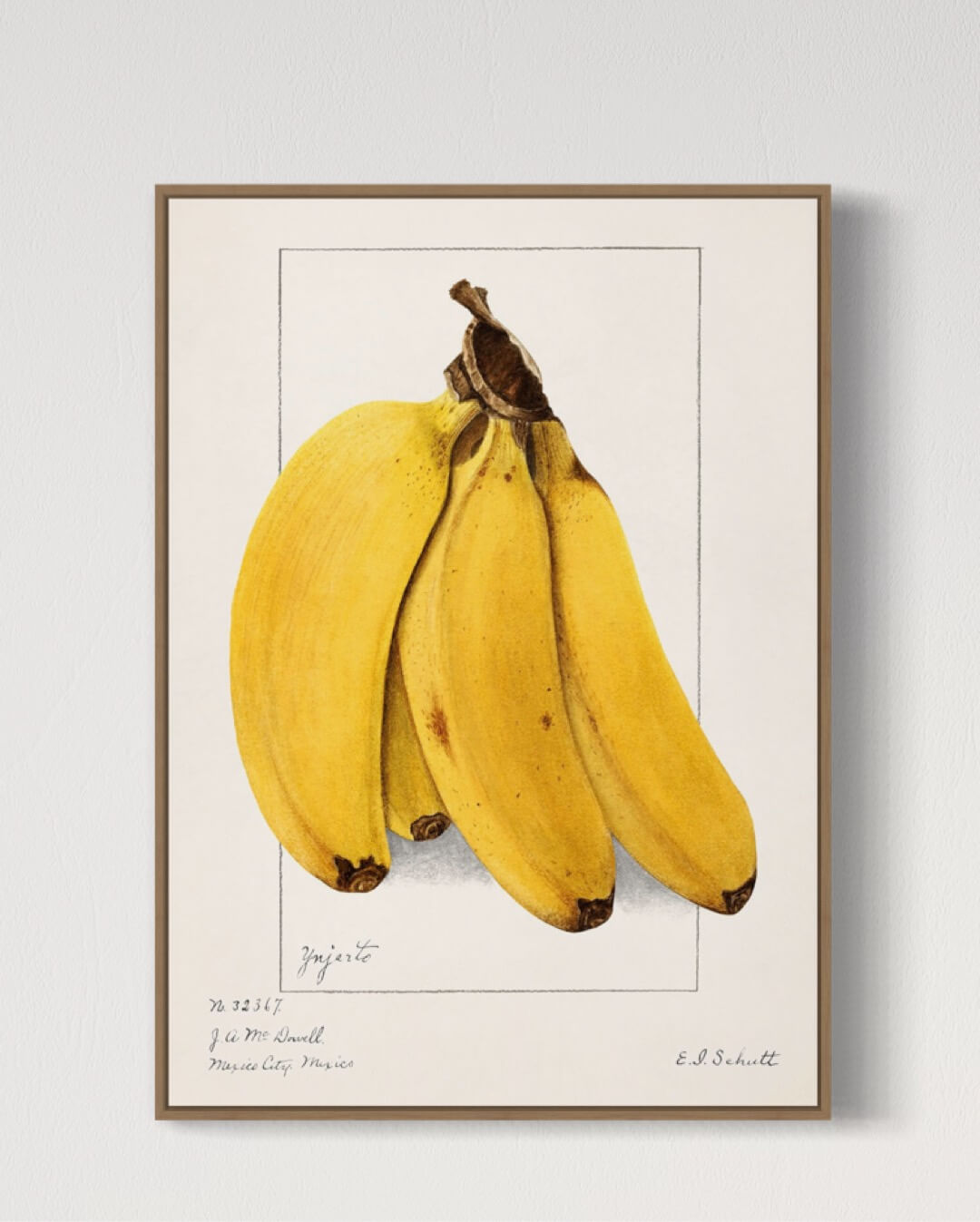 Bananklase - Illustration