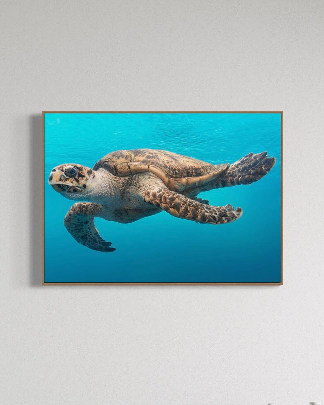 Skildpadden på dybt vand