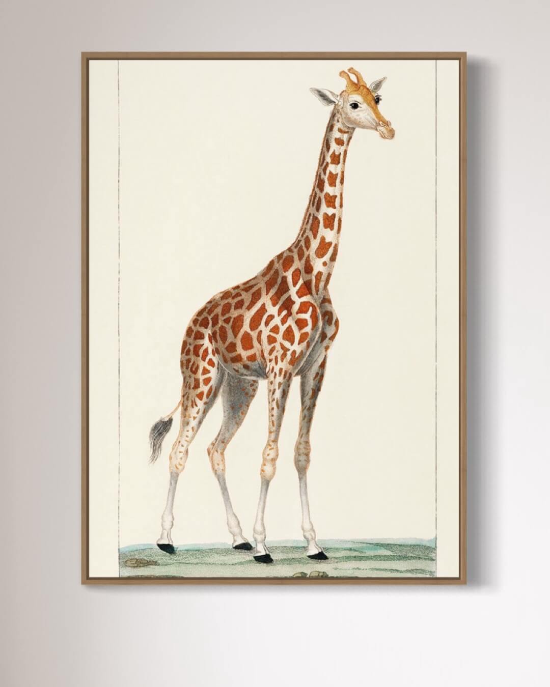 Giraffen - illustreret