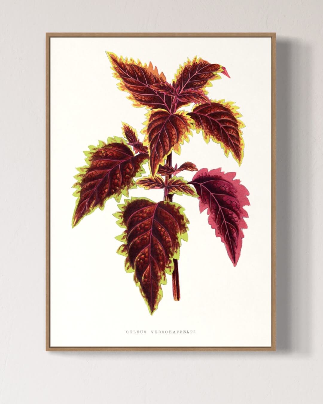 Coleus verschaffeltii