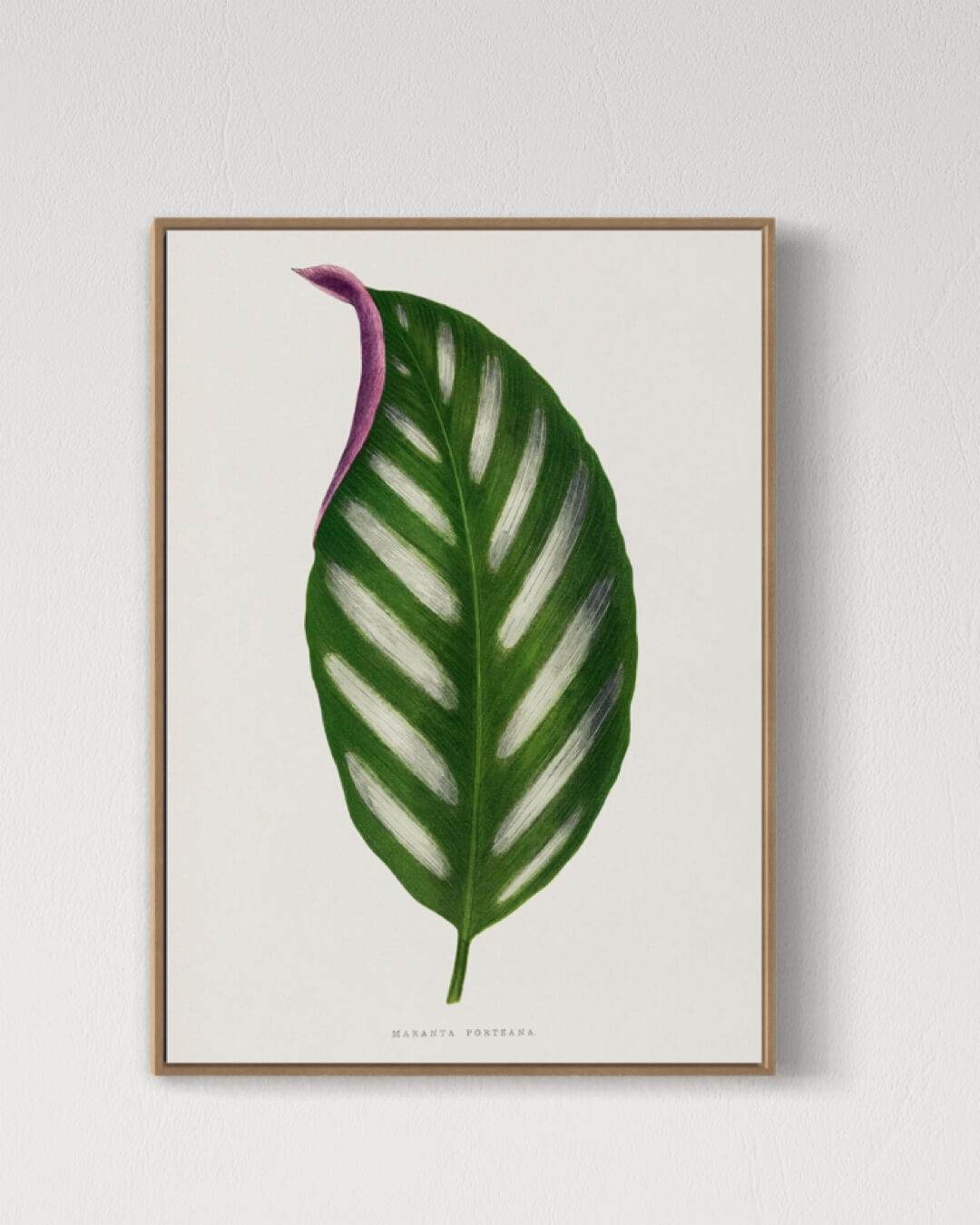 Maranta Porteana