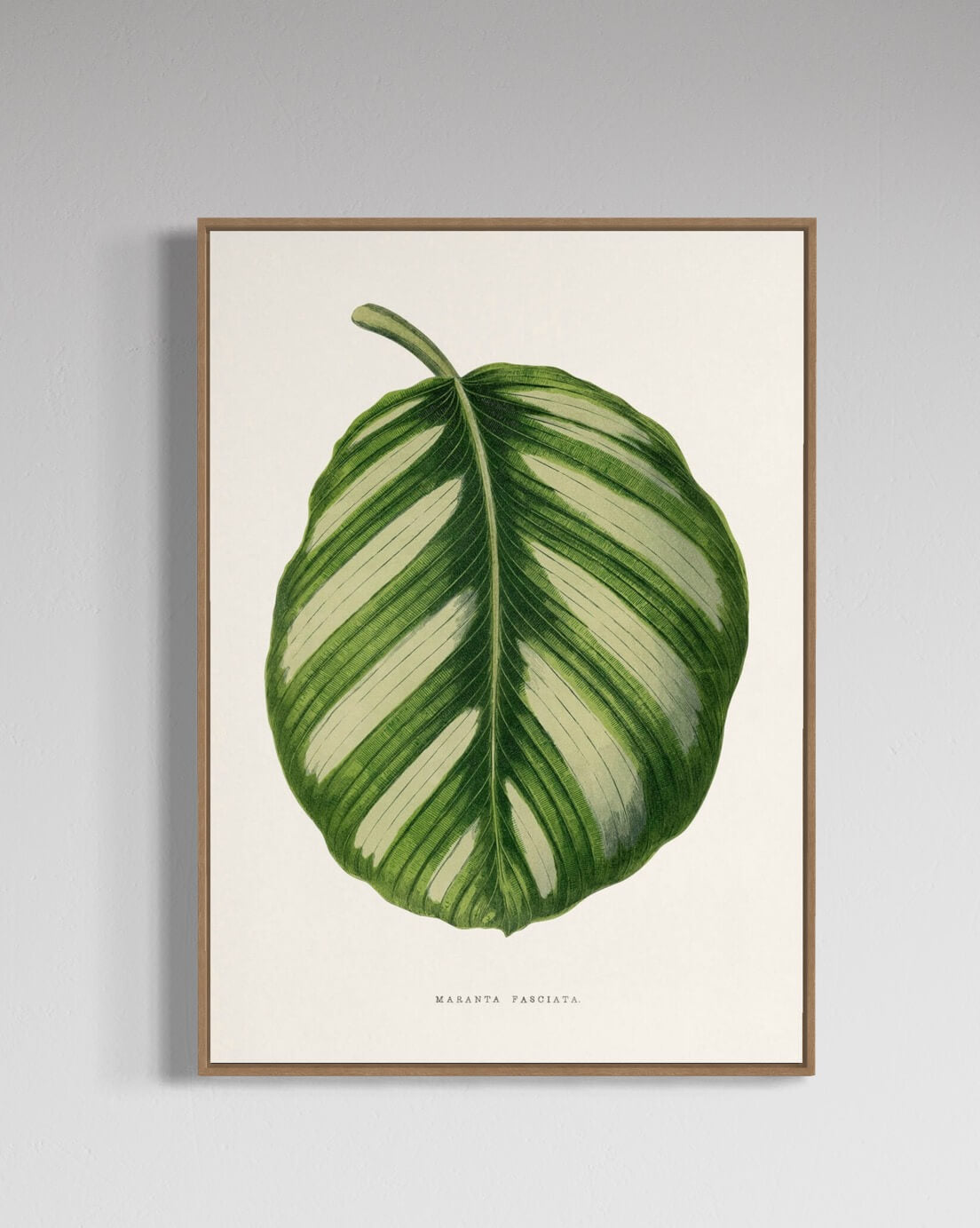 Maranta Fasciata