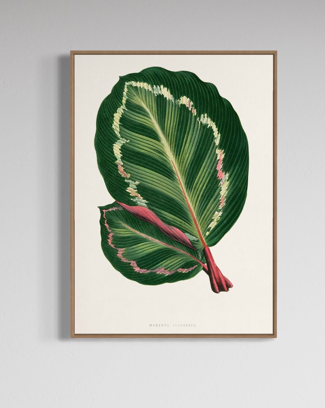 Maranta plant