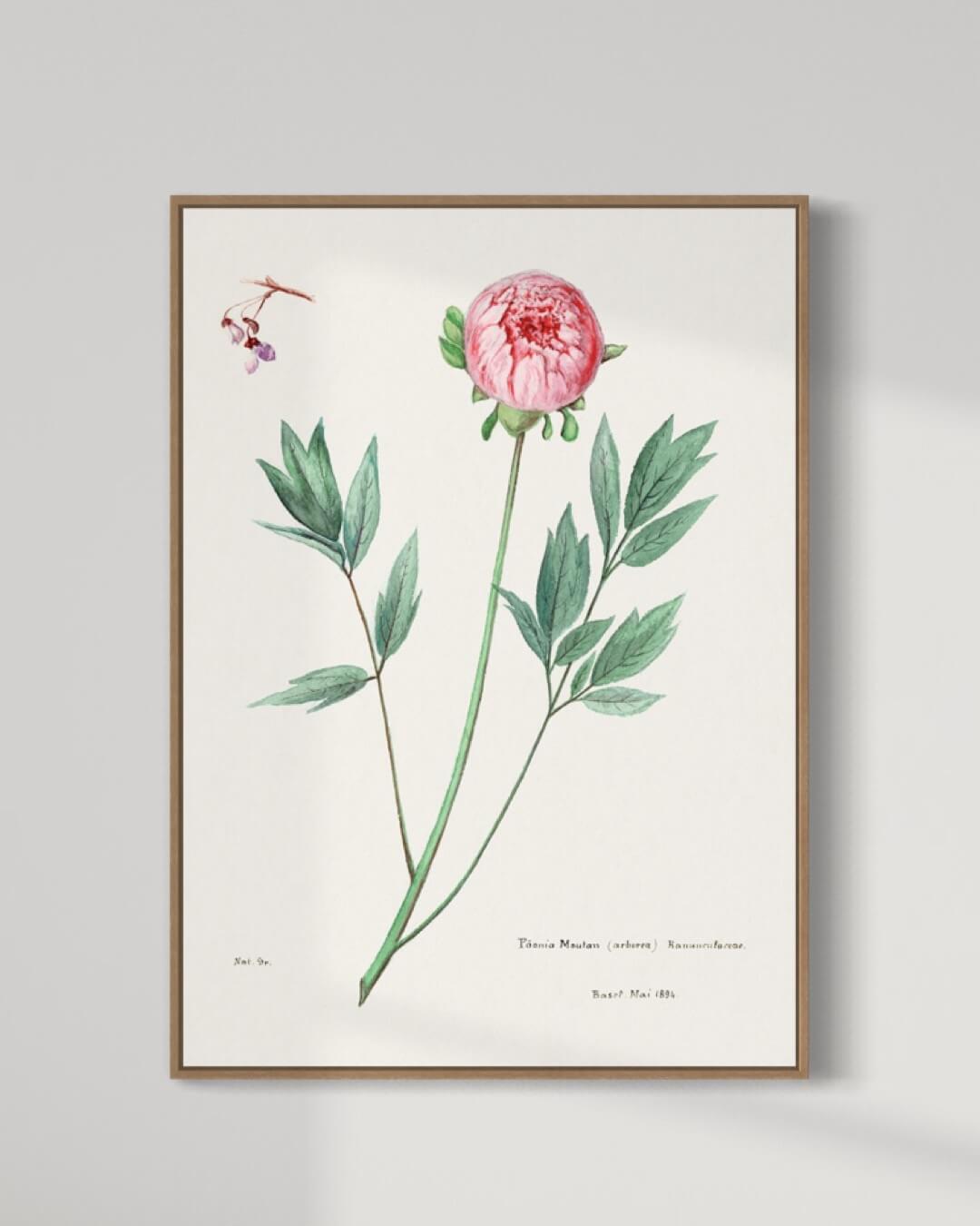 Bonderose - rosa