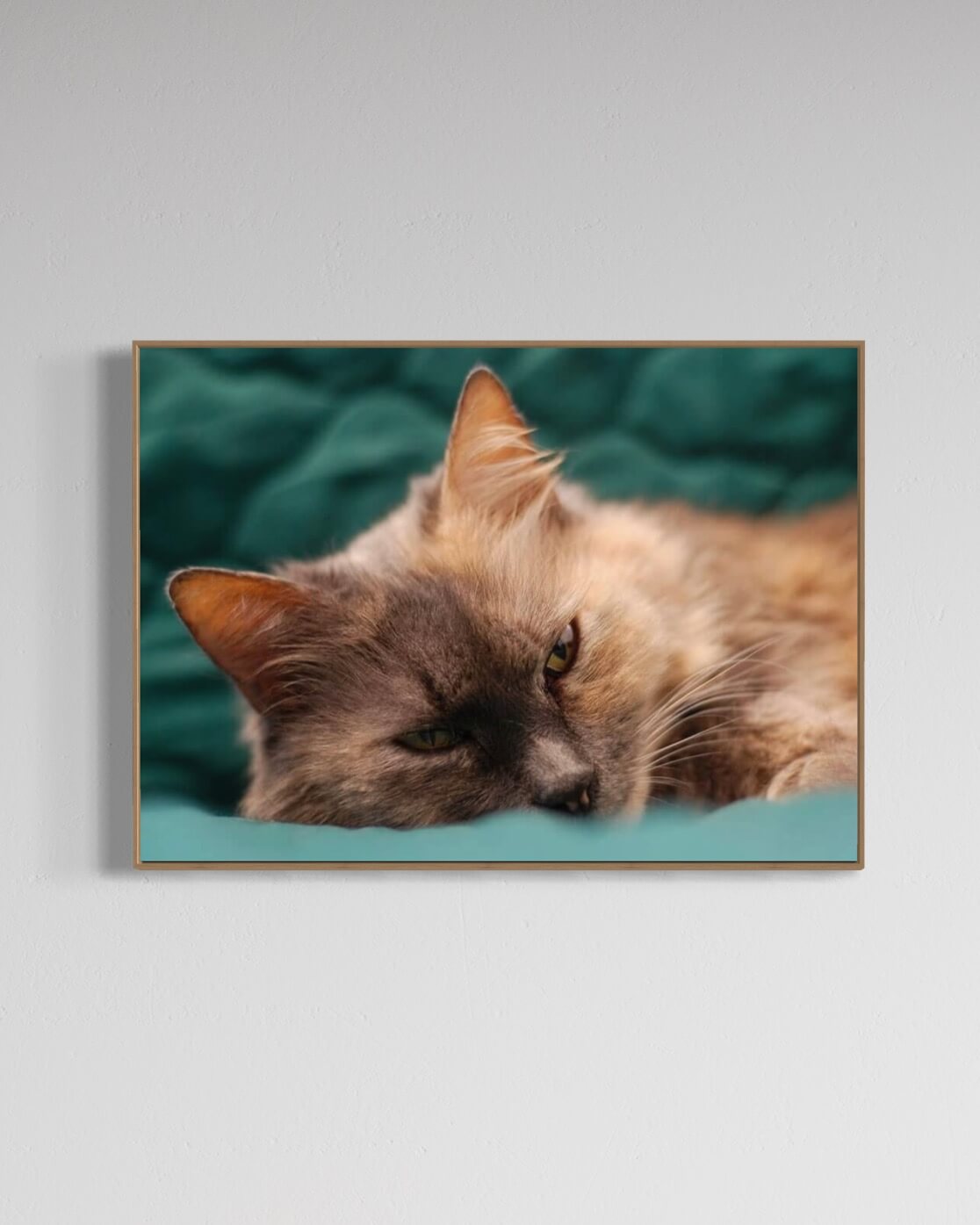 Missekat på turkis tæppe